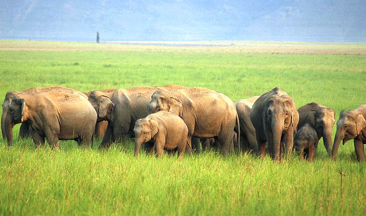 Herd of Elephants