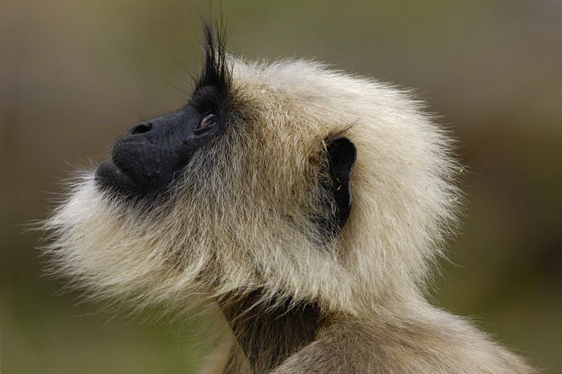 Hanuman Langur Image Credits: walkthewilderness.net