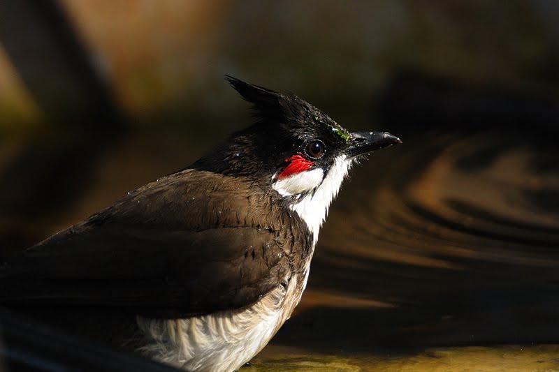 Red-Whiskered-Bulbul Image Credits: walkthewilderness.net