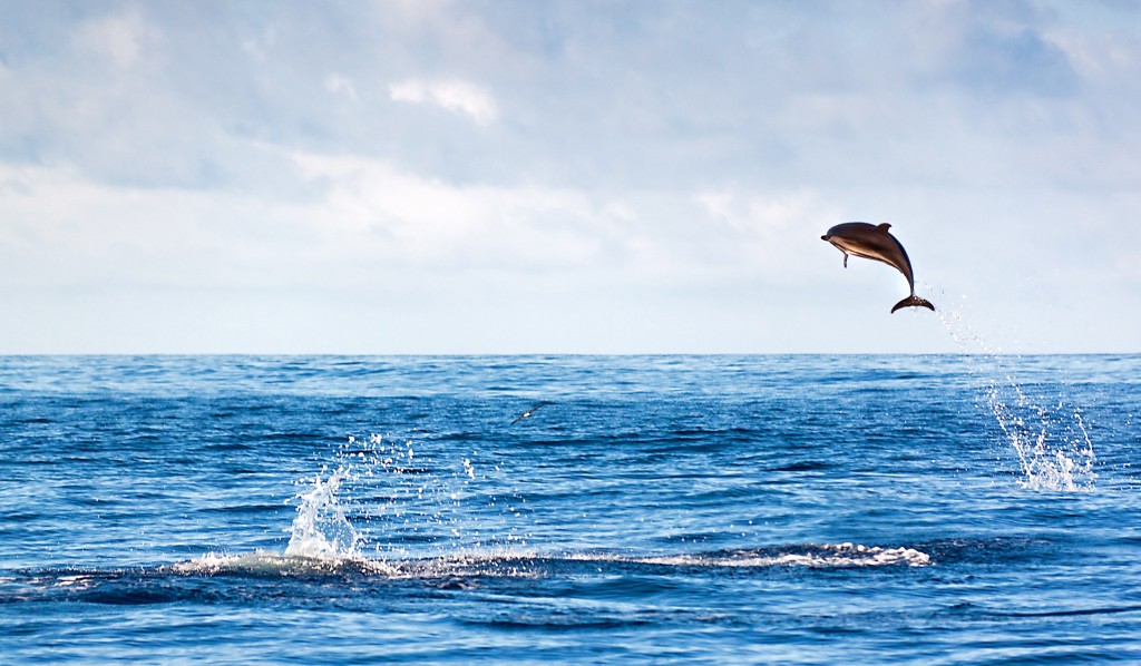 Azores Bottle-nose Dolphin