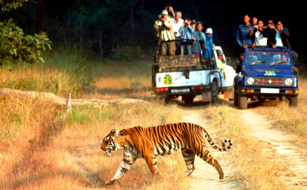 Tiger spotting at Jim Corbett