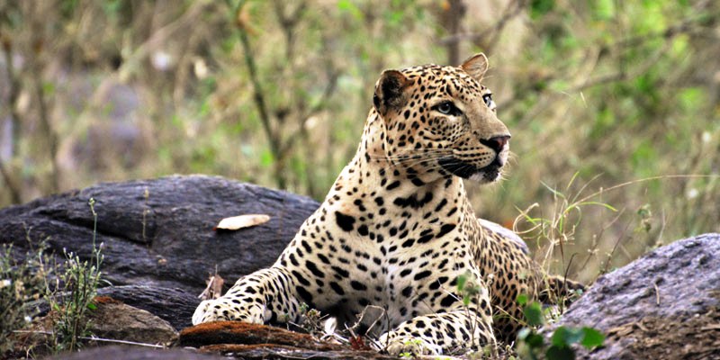 Leopard at Kanha National Park