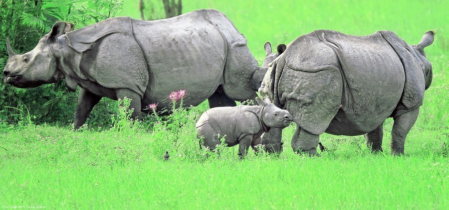 One-horned Rhinoceroses at Kaziranga