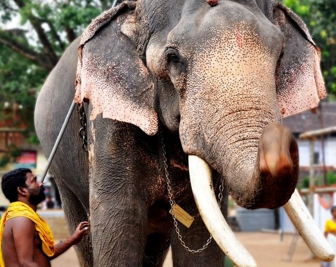 Kerala Elephant