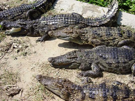 Crocodiles sunning at the Sundarbans National Park