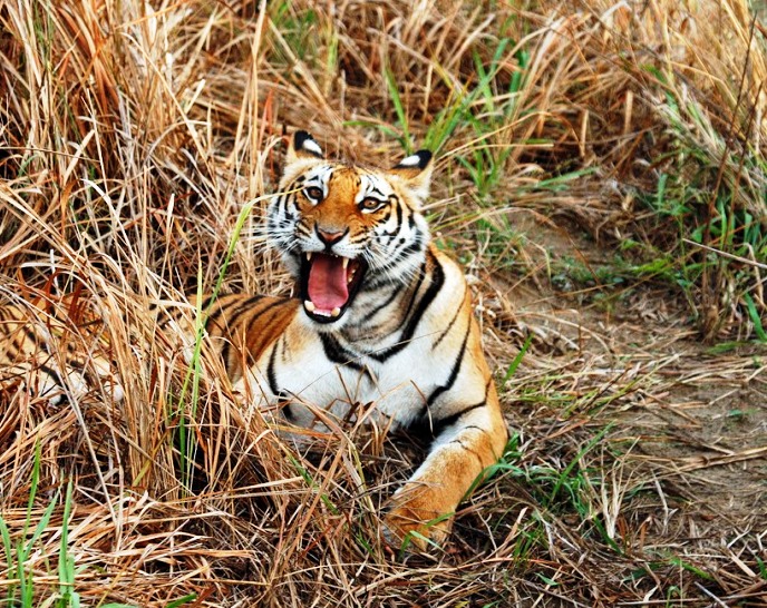 The Beautiful Beast at Ranthambore, Rajasthan