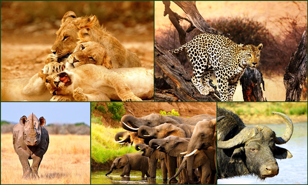 Africa's Big Five (Clockwise from left - African Lion, Leopard, Cape Buffalo, Elephant and Rhino)