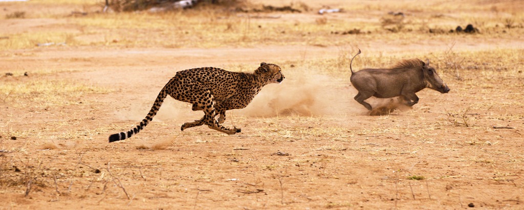 Kruger National Park Cheetah chasing Warthog