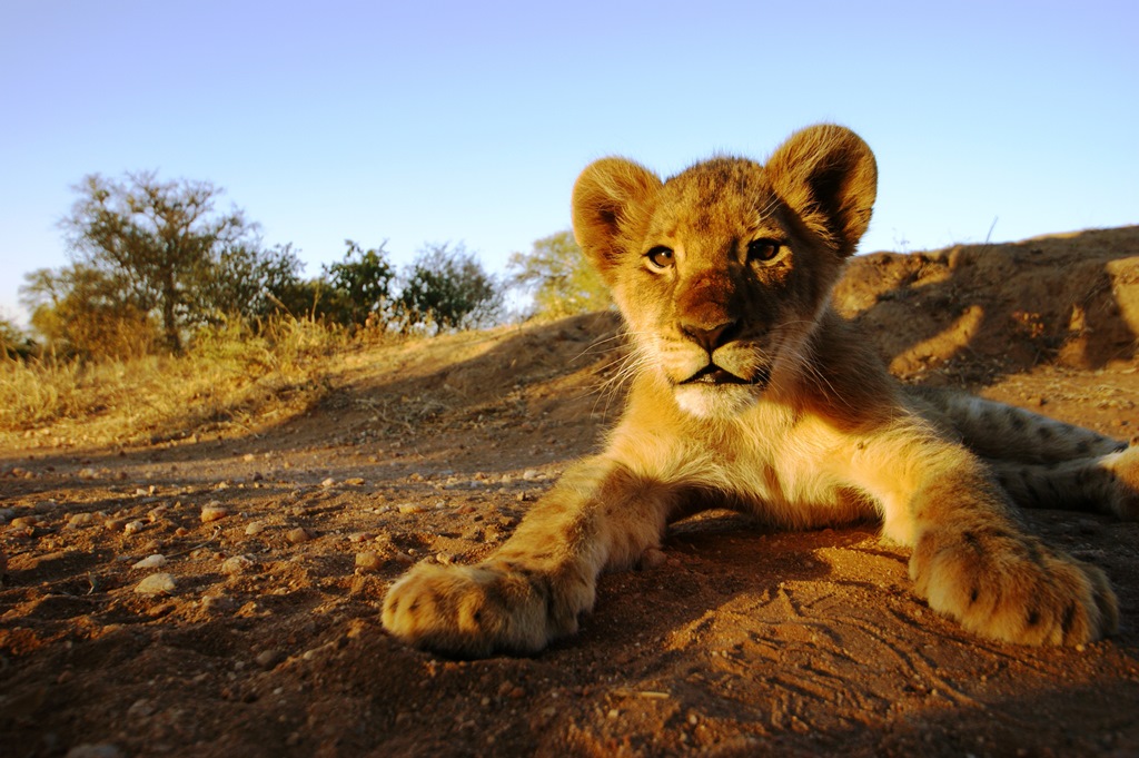 A Lion cub at the Kruger National Park