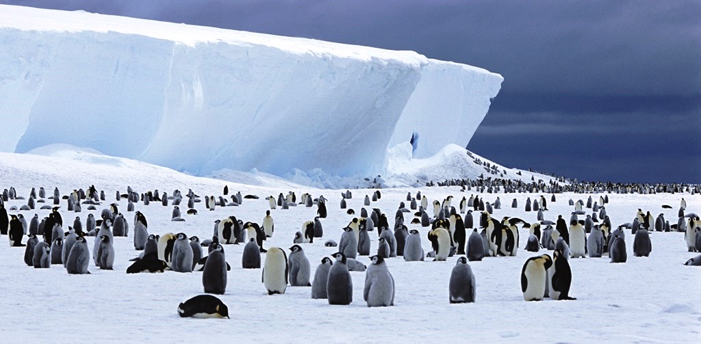 A colony of Emperor Penguins near an Iceberg in Antarctica