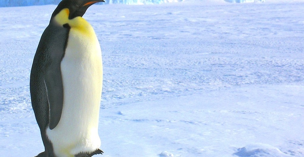 Emperor Penguin