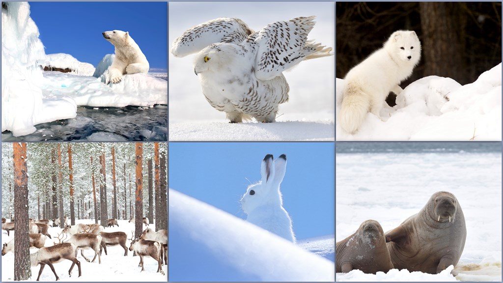 Arctic Animals (Clockwise L-R): Polar Bear, Snowy Owl, Arctic Fox, Reindeer, Arctic Hare, Walrus.