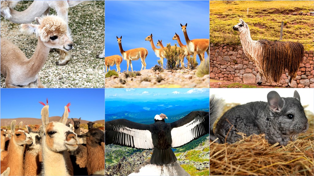 The animal life (Clockwise L-R): Young Alpaca, Guanacos, Vicuna, Chinchillas, Andean Condor, Llamas