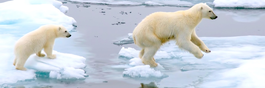 Polar Bears Playing