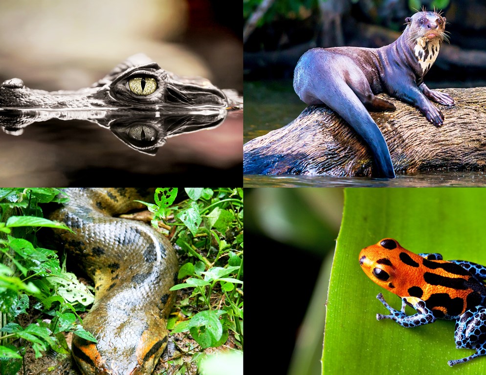 Clockwise (L-R) - Black Caiman, Giant Otter, Poison Dart Frog and Green Anaconda