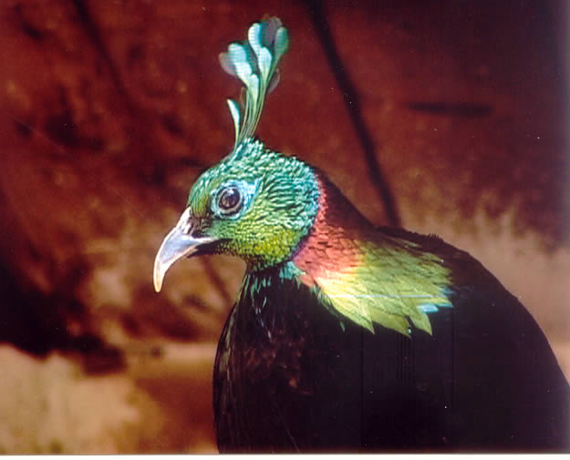 Himalayan Monal Pheasant Image Credits: indianwildlifeclub.com