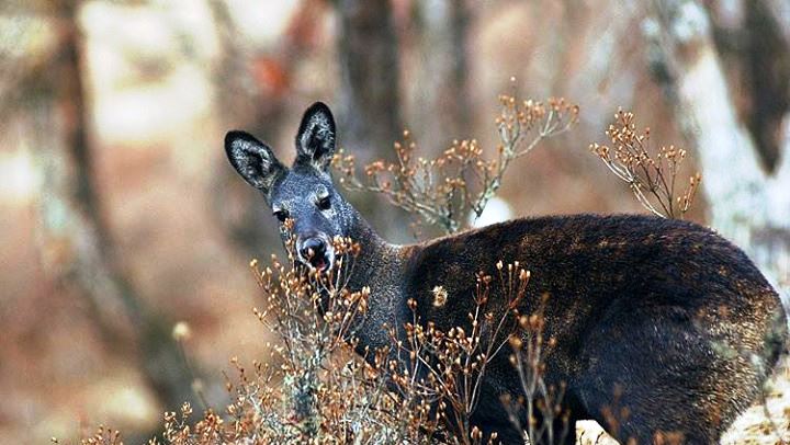 Musk deer