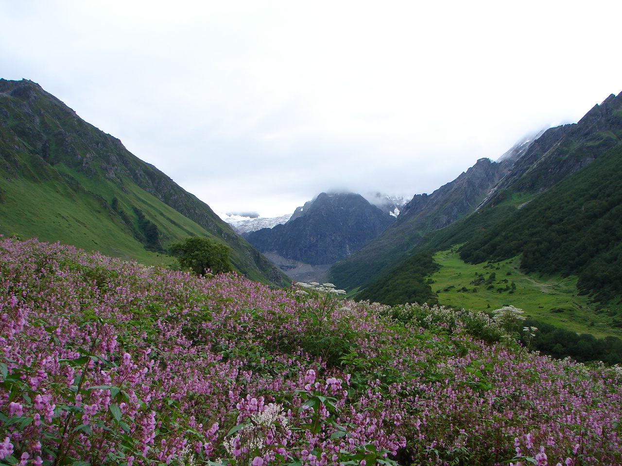 Valley of Flowers