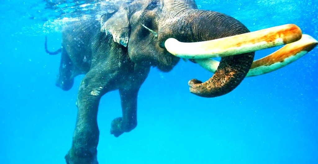 Rajan - The snorkeling elephant!