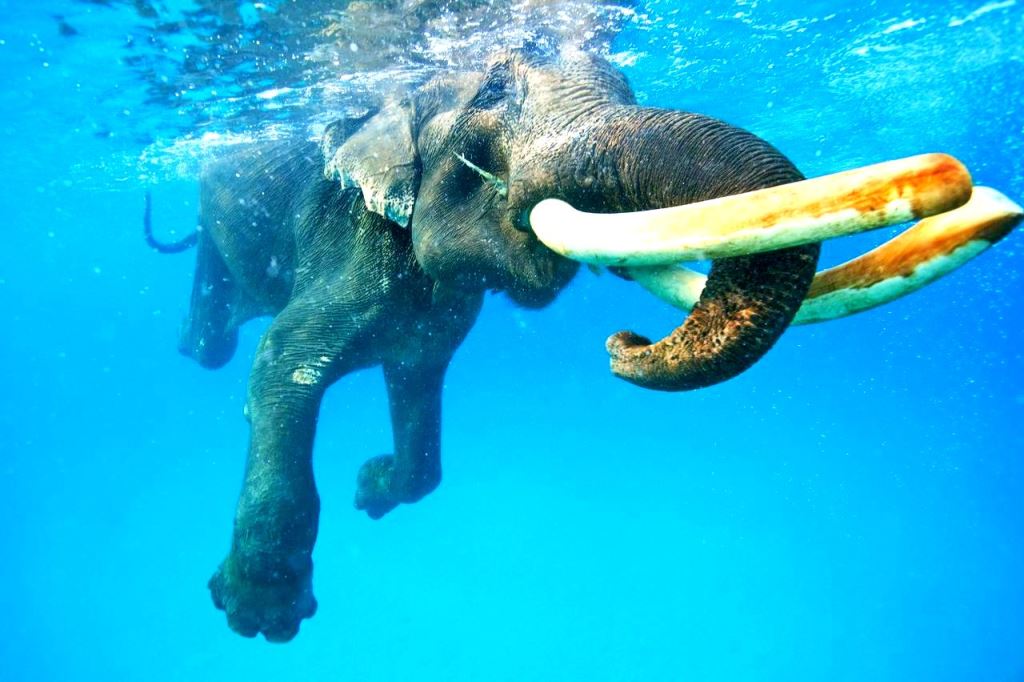 Rajan - The snorkeling elephant!