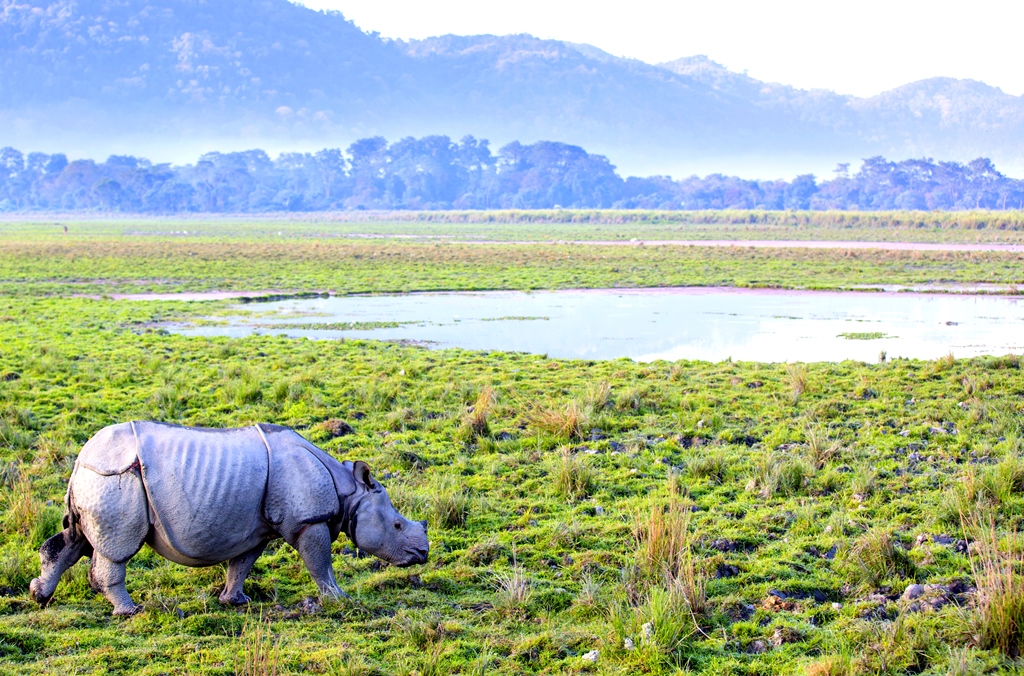 Great One-Horned Rhino at Kaziranga