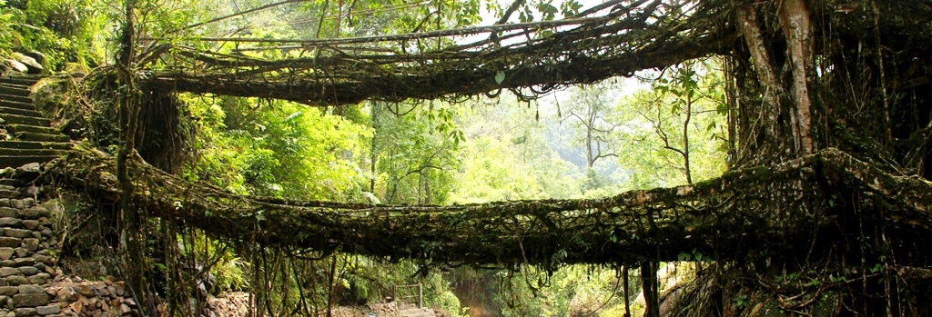 Living root bridge