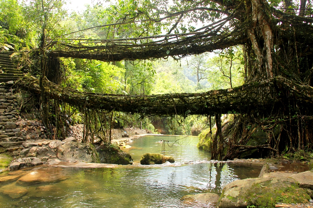 Living root bridge