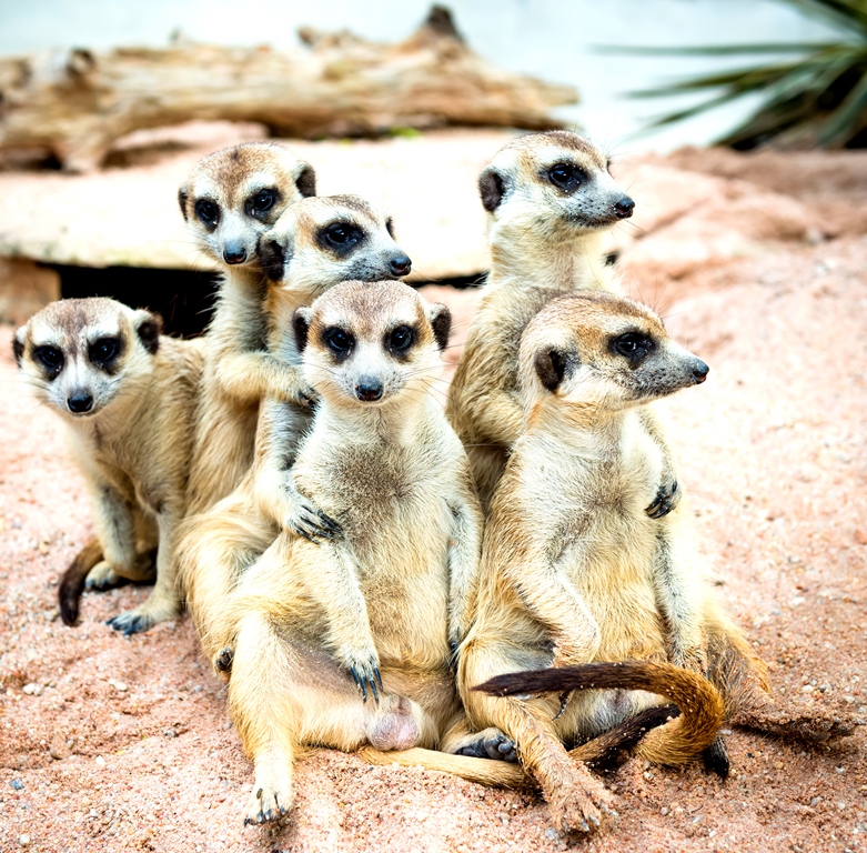 Meerkat