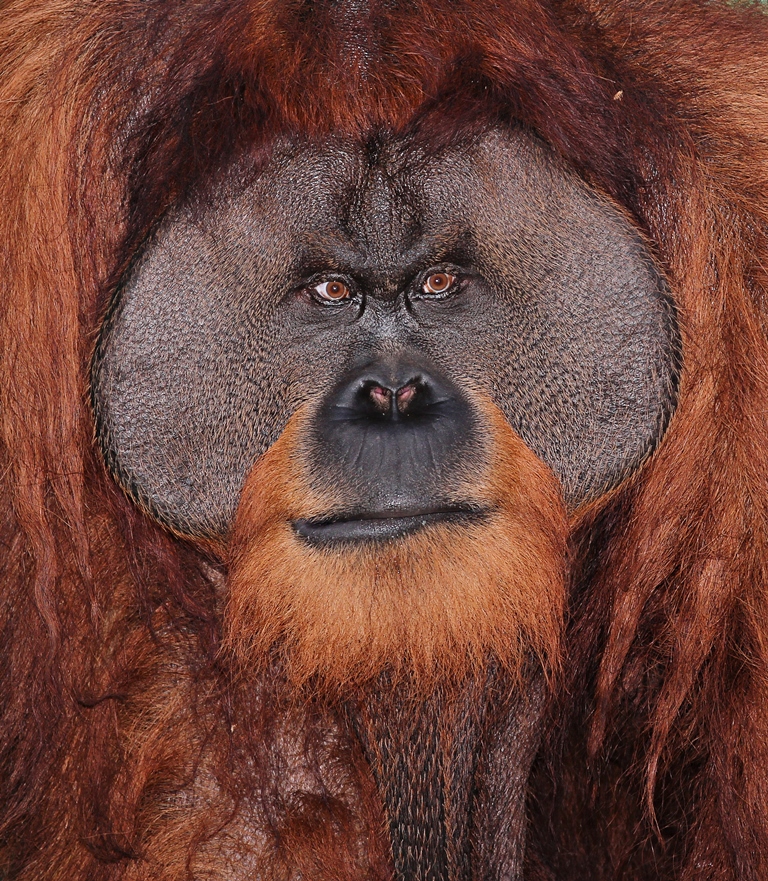 Orangutan