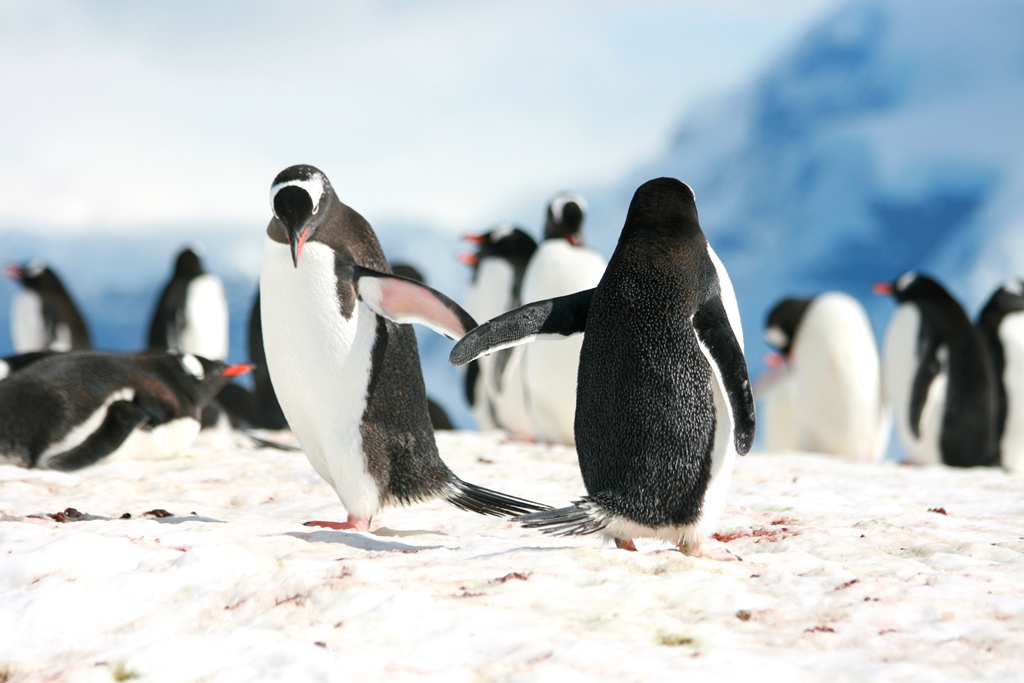 Penguin