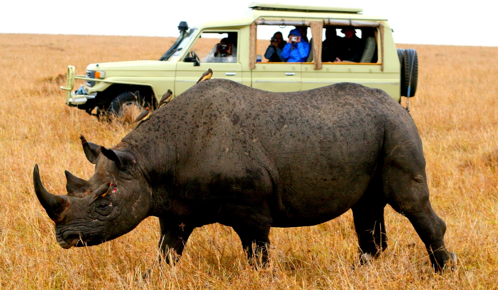 Rhino