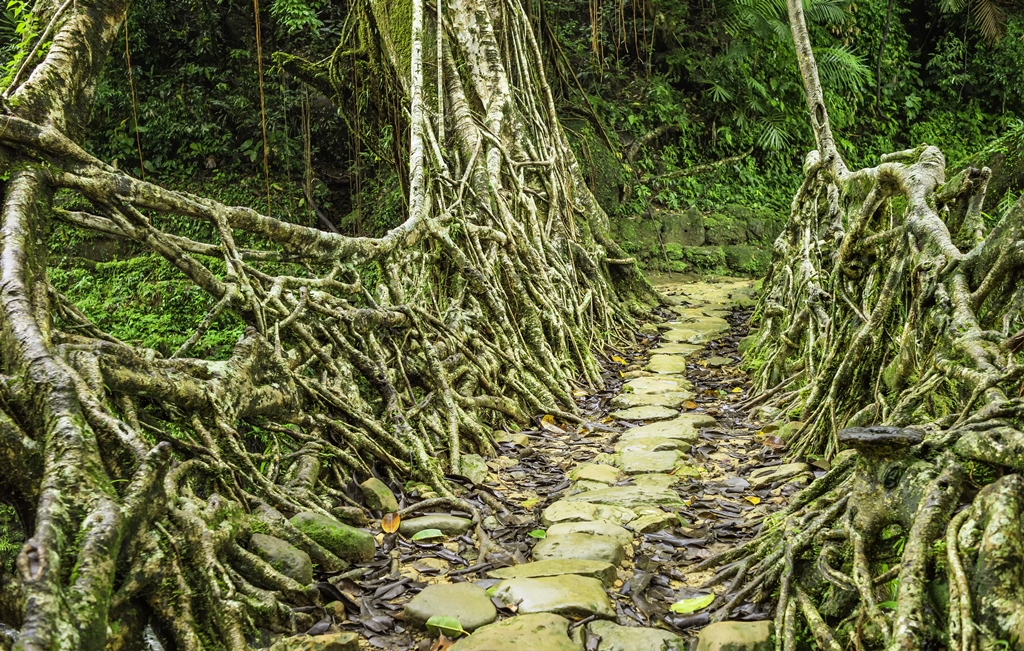 One of the oldest root bridges in Cherrapunji