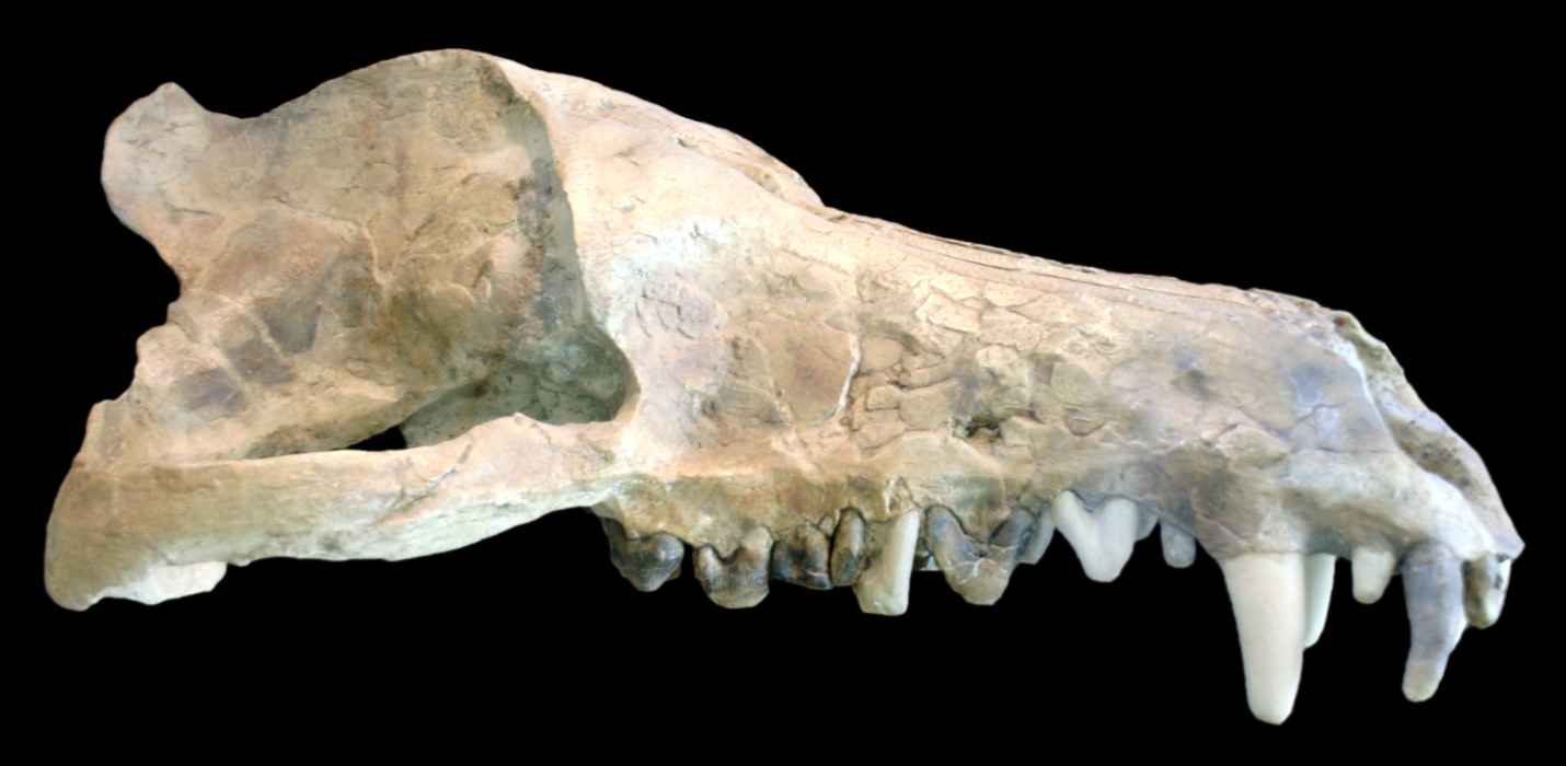 Andrewsarchus Skull