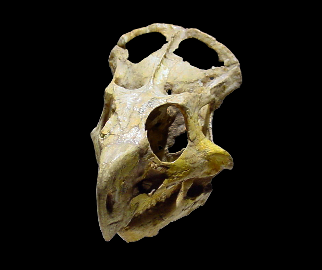 Protoceratops Skull