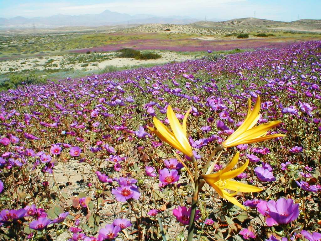 The Atacama Desert in full bloom Image Credits: Wikipedia.org