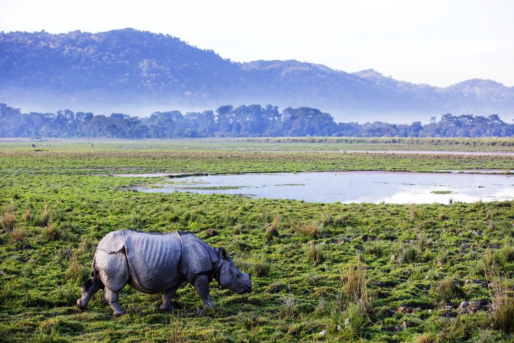 One horned rhino at the Kaziranga National Park