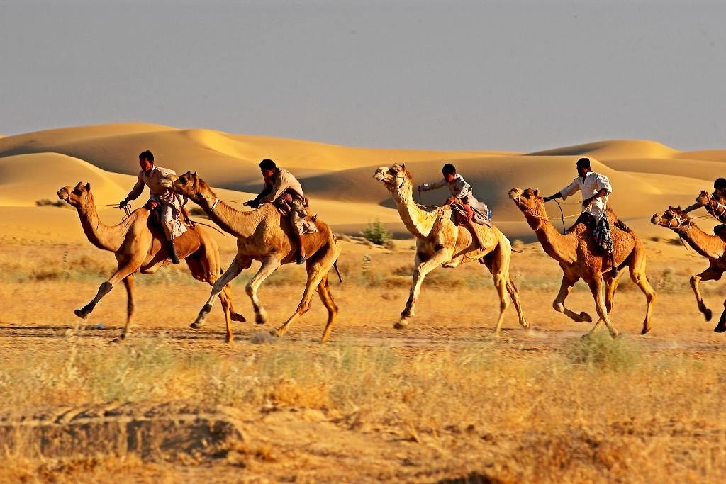 Camel Race