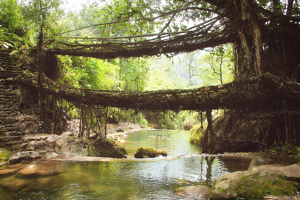 Living root bridge in Meghalaya