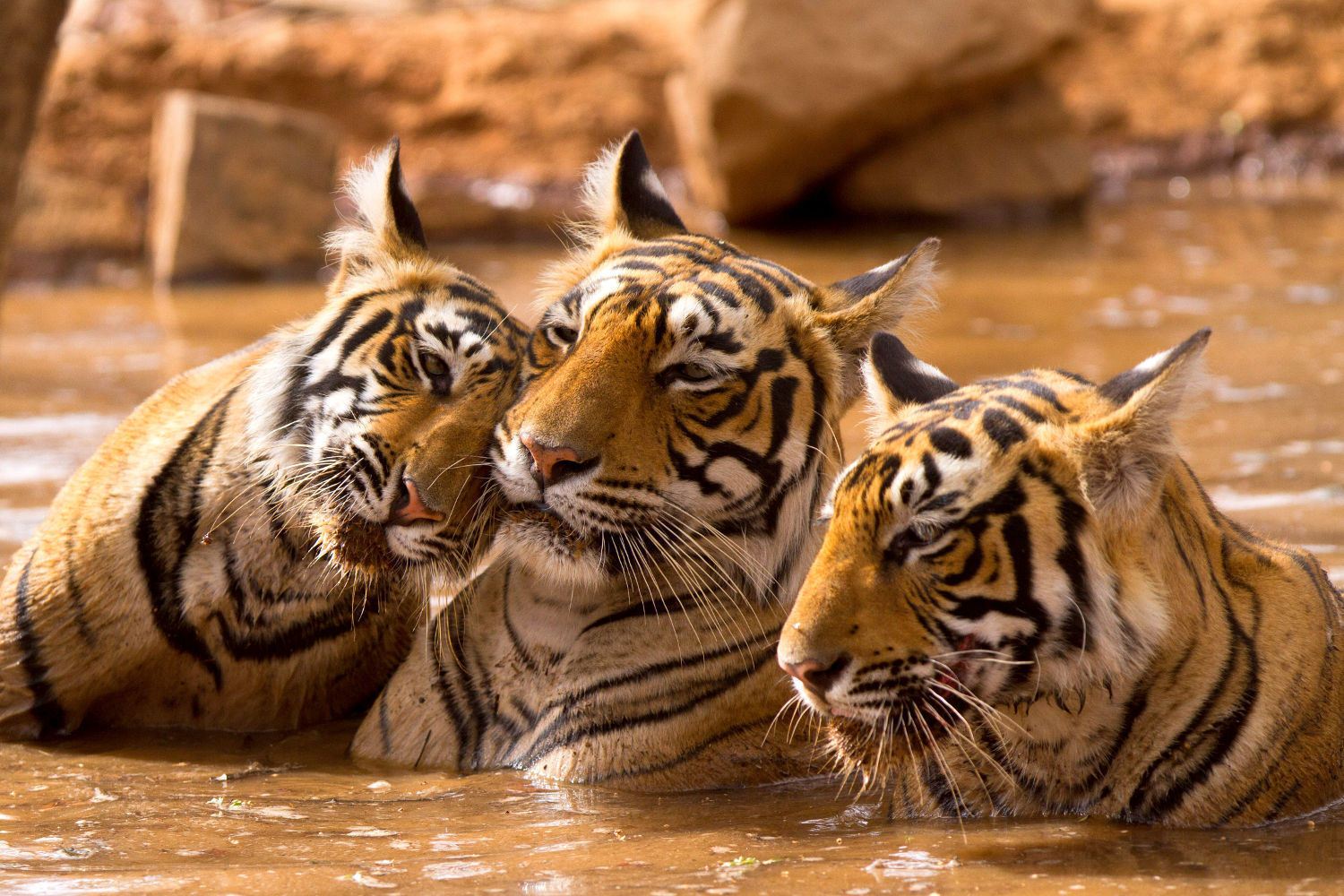 The Big Cat at Bandhavagarh National Park