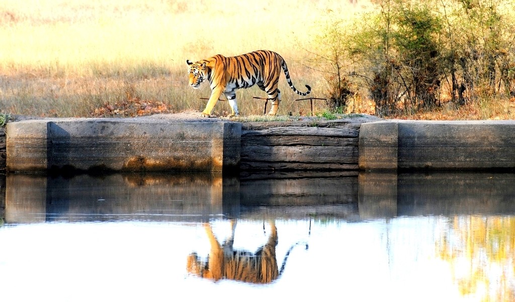 Wildlife at Bandhavgarh National Park