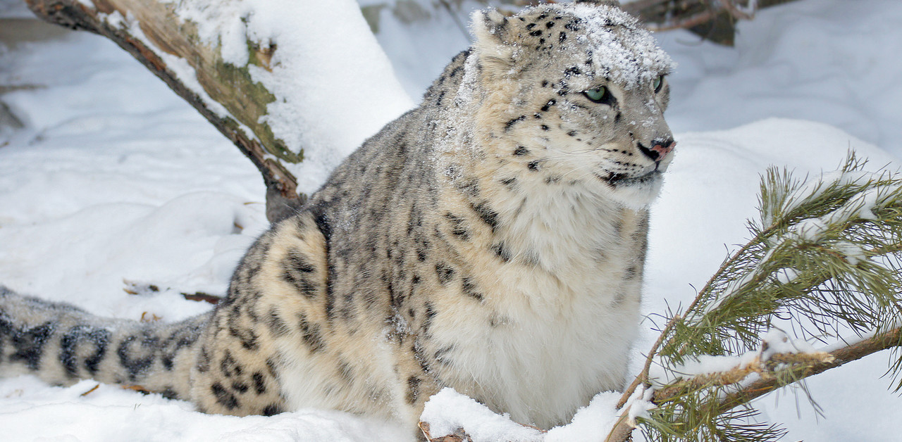 snow-leopard-trek