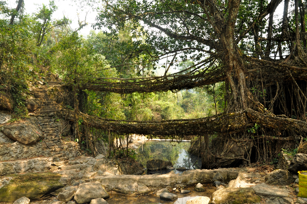 Double-decked Living Root Bridge in Cherrapunji