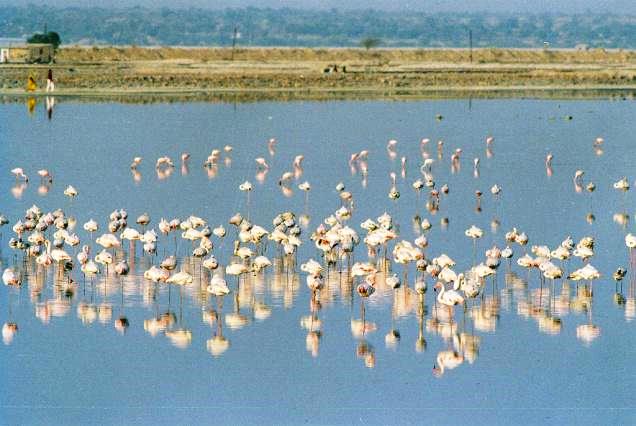 Flamingos at Sambhar Lake