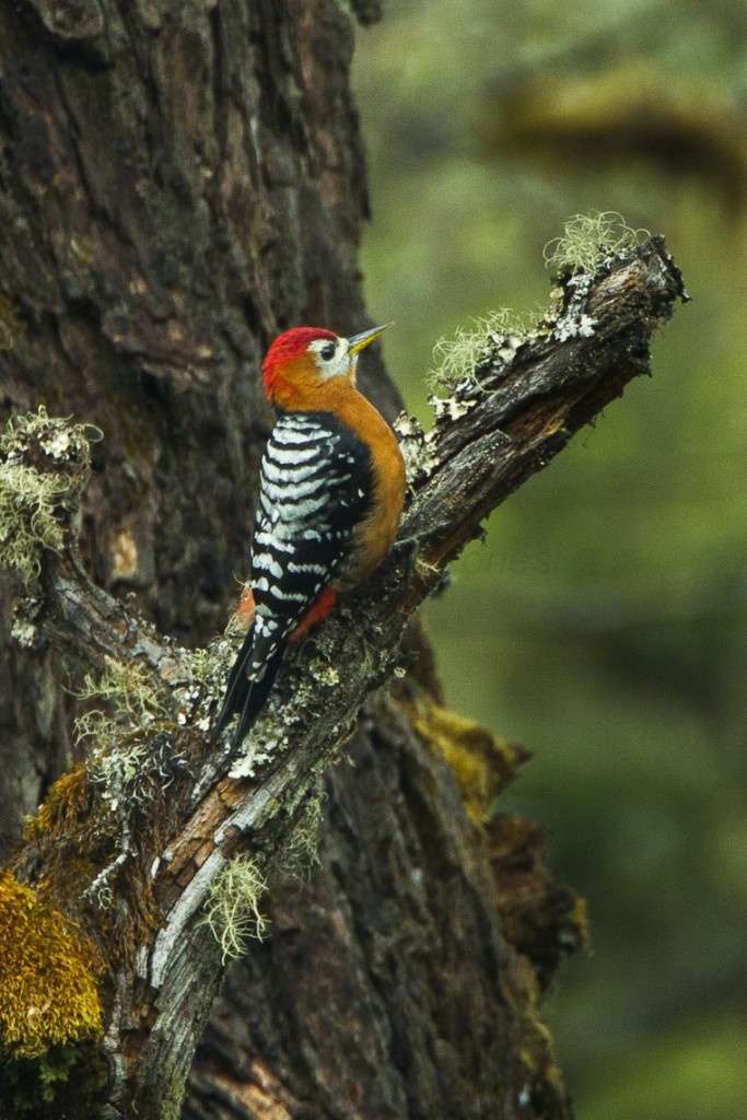 Rufous-bellied Woodpecker