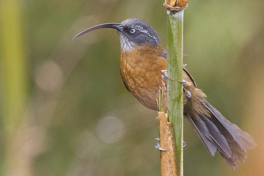 Slender- billed Scimitar Babbler