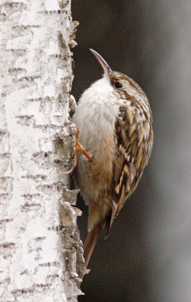 Treecreeper