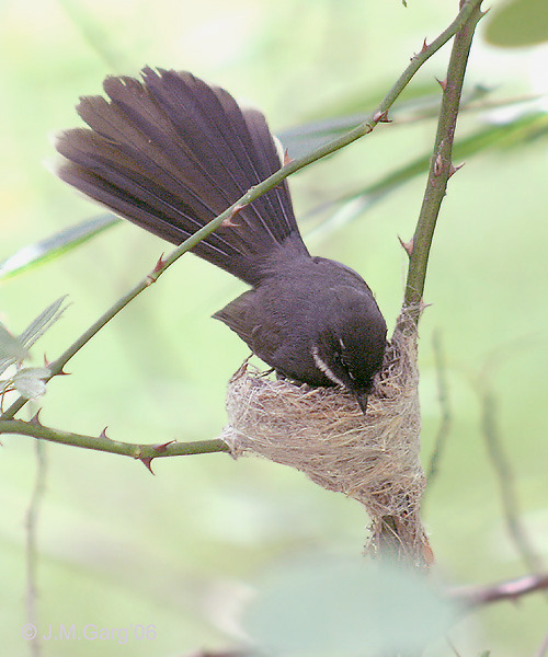 White-throated Fantail