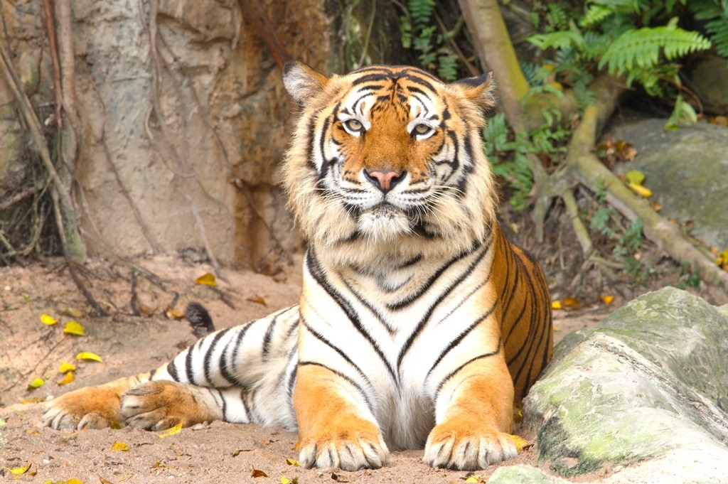 Wildlife Destinations to Spot the Majestic Bengal Tiger 