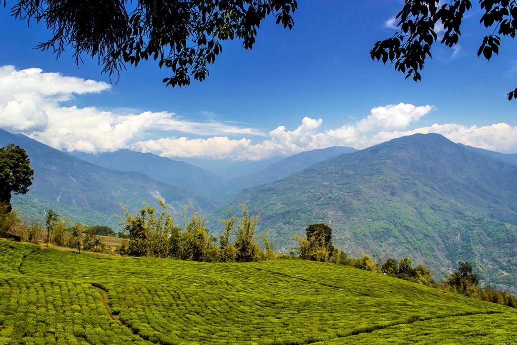 Tea gardens amidst The Himalayas!