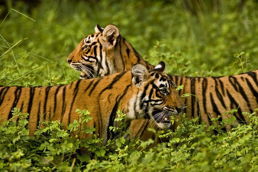 Tigers